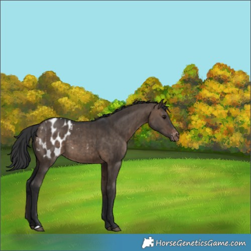 Horse Color:Brown Dun Blanket Brindle 