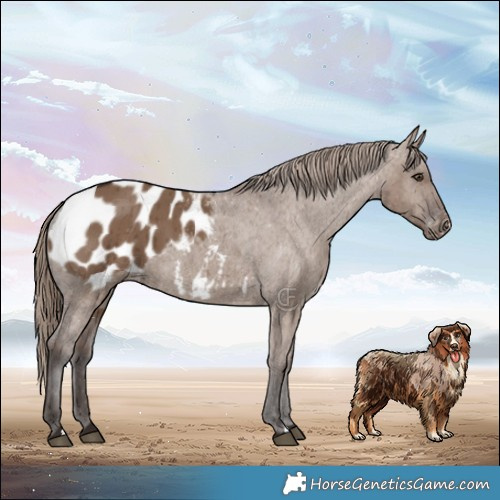 Horse Color:Liver Red Dun Blanket Brindle 