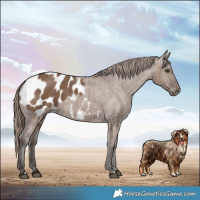 Horse Color:Liver Red Dun Blanket Brindle