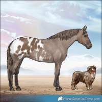 Horse Color:Liver Red Dun Appaloosa Brindle 