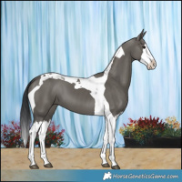 Horse Color:Grullo Splash Tobiano 