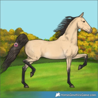 Horse Color:Buckskin 