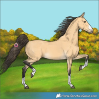 Horse Color:Buckskin 