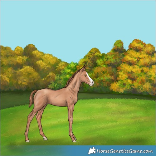 Horse Color:Gold Champagne Splash 