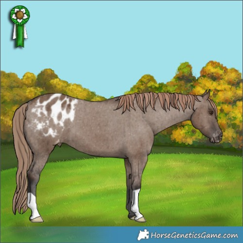 Horse Color:Liver Red Dun Appaloosa Brindle 