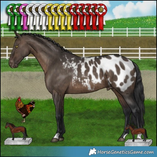 Horse Color:Brown Dun Appaloosa Brindle 