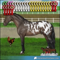 Horse Color:Brown Dun Appaloosa Brindle