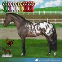 Horse Color:Brown Dun Appaloosa Brindle