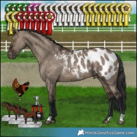 Horse Color:Brown Dun Appaloosa Brindle