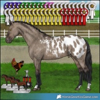 Horse Color:Brown Dun Appaloosa Brindle 