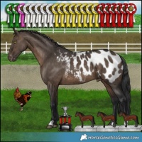 Horse Color:Brown Dun Appaloosa Brindle 