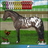 Horse Color:Brown Dun Appaloosa Brindle 