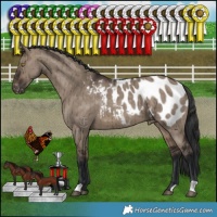 Horse Color:Brown Dun Appaloosa Brindle 