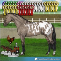 Horse Color:Brown Dun Appaloosa Brindle