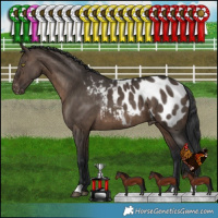 Horse Color:Brown Dun Appaloosa Brindle 