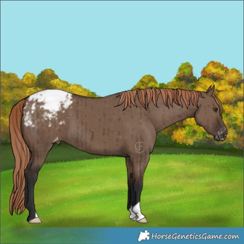 Horse Color:Liver Red Dun Varnish Brindle 