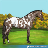 Horse Color:Liver Red Dun Appaloosa Brindle 