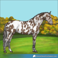 Horse Color:Liver Red Dun Near Leopard Brindle 