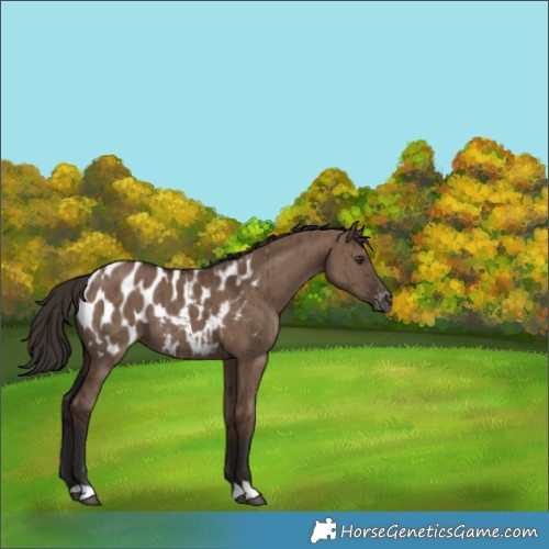 Horse Color:Liver Red Dun Appaloosa Brindle 