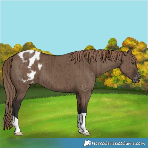 Horse Color:Liver Red Dun Appaloosa Brindle 
