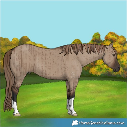 Horse Color:Liver Red Dun Brindle 