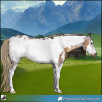 Horse Color:Gray Chocolate Palomino Sabino Frame Appaloosa