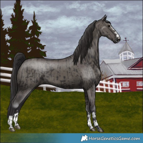 Horse Color:Smoky Black  and Smoky Grullo 