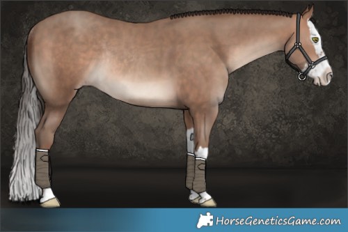 Horse Color:Sable Champagne Splash Rabicano 