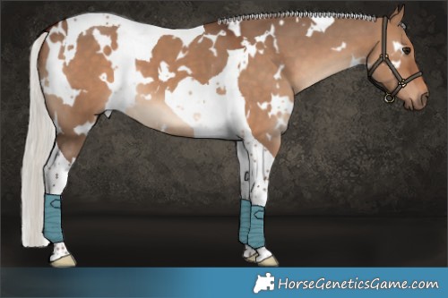 Horse Color:White Spotted Silver Brown Dun Tobiano 
