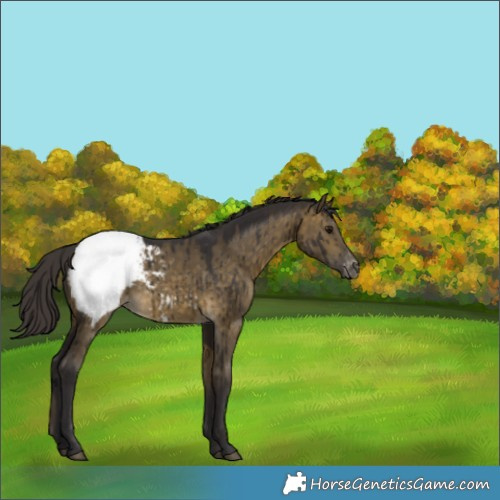 Horse Color:Buckskin Dun Snowcap Brindle 