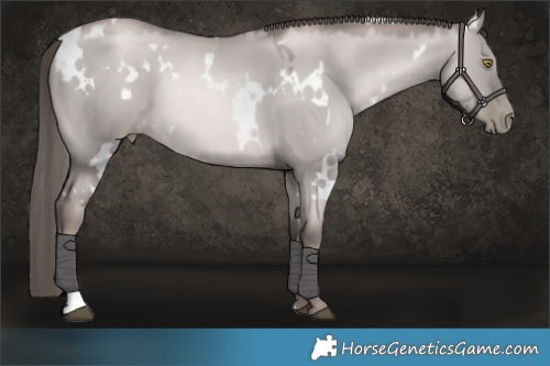 Horse Color:Platinum White Spotted Red Dun Pearl 