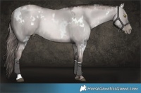 Horse Color:Platinum White Spotted Red Dun Pearl 