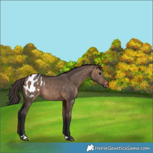 Horse Color:Brown Dun Appaloosa 