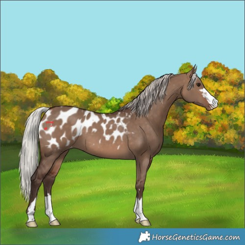 Horse Color:Silver Brown Dun Appaloosa