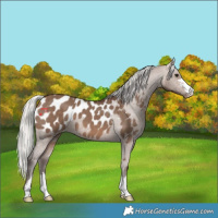 Horse Color:Silver Brown Dun Blanket