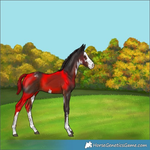 Horse Color:White Spotted Liver Chestnut Varnish 