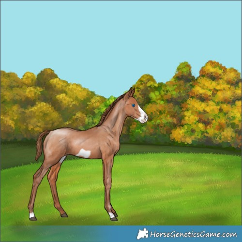 Horse Color:Brown Pearl Frame 