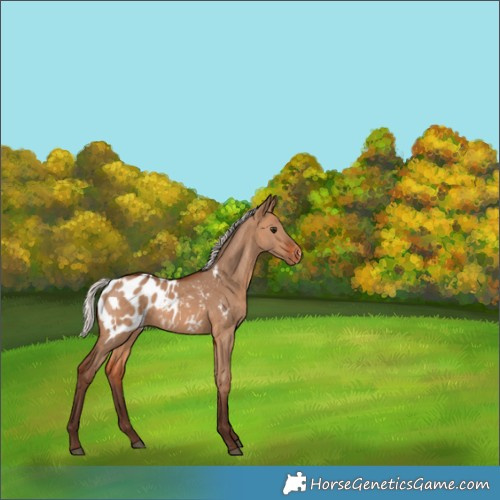 Horse Color:Silver Brown Dun Appaloosa 