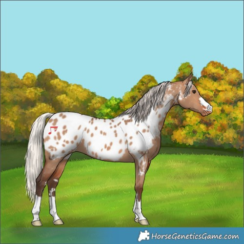 Horse Color:Silver Brown Dun Appaloosa 