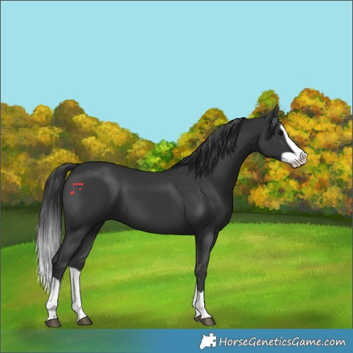 Horse Color:Black Splash