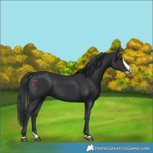 Horse Color:Black Splash