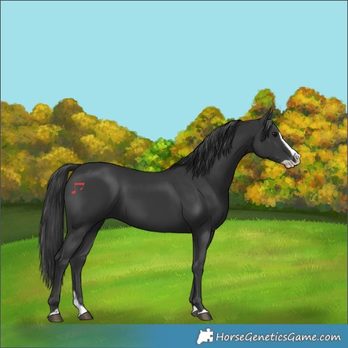 Horse Color:Black Splash