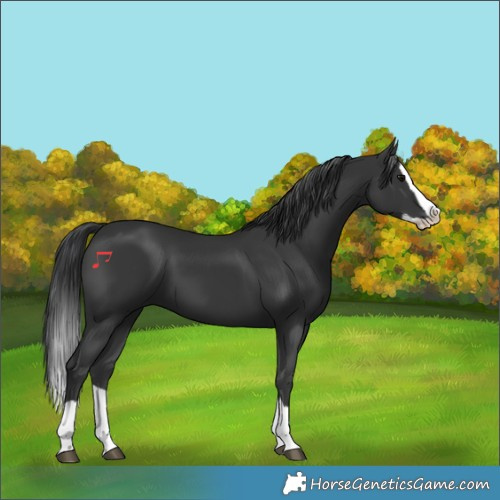Horse Color:Black Splash