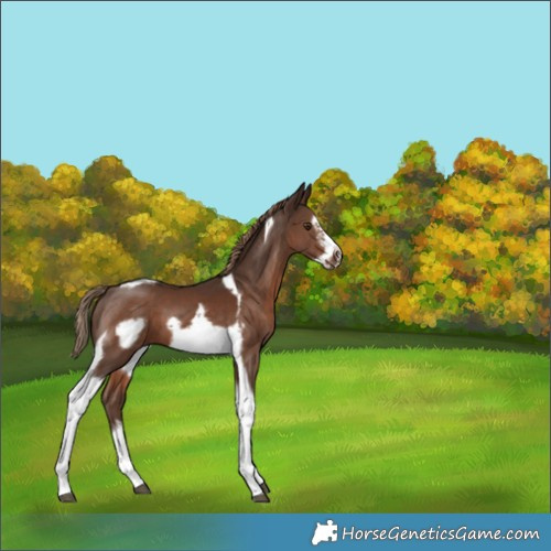 Horse Color:White Spotted Liver Chestnut Tobiano Frame 