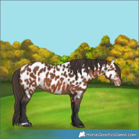 Horse Color:Bay Appaloosa 