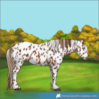 Horse Color:Chestnut Appaloosa