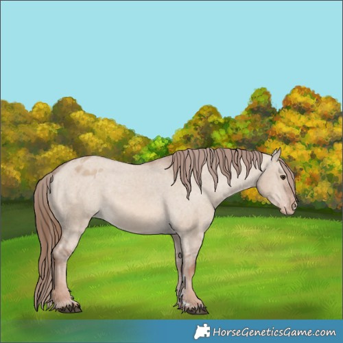 Horse Color:Red Dun Varnish 