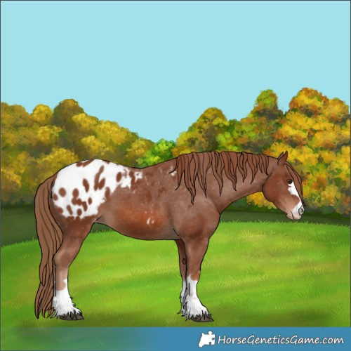 Horse Color:Chestnut Appaloosa 