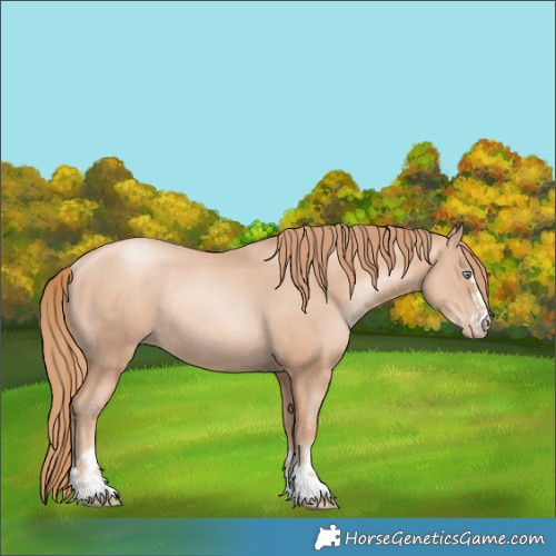 Horse Color:Gold Champagne Pearl Rabicano  and Gold Champagne Pearl Rabicano 