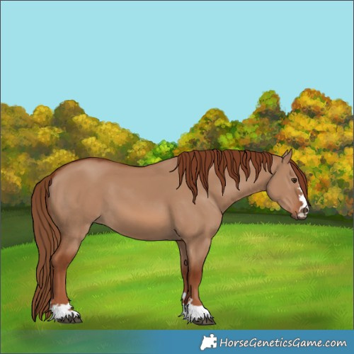 Horse Color:Red Dun 
